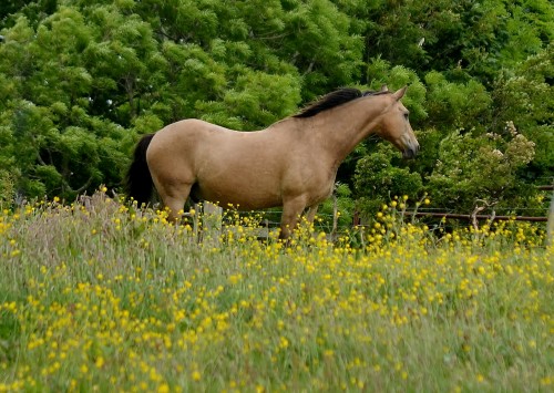 Horse in paddock