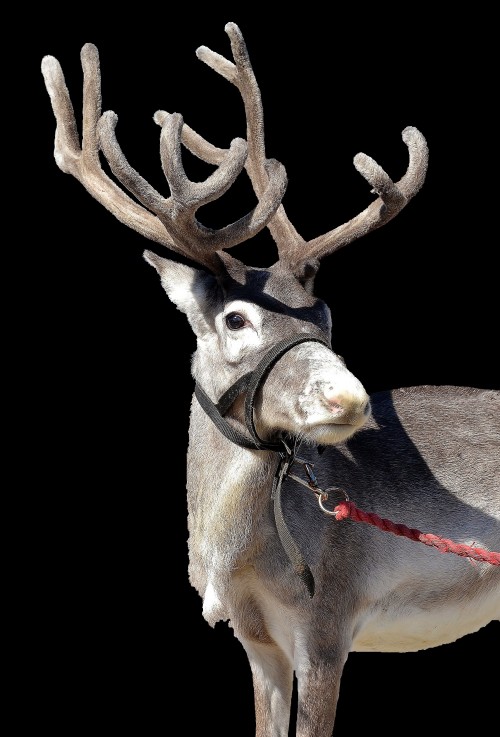 Dixie, male reindeer