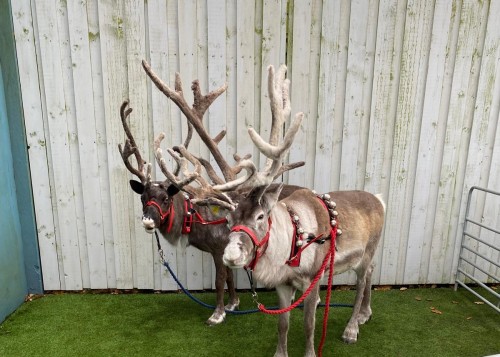 reindeer