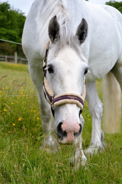 Grey mare