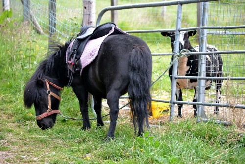 Shetland and sheep