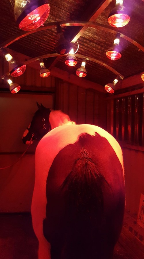 Red light solarium